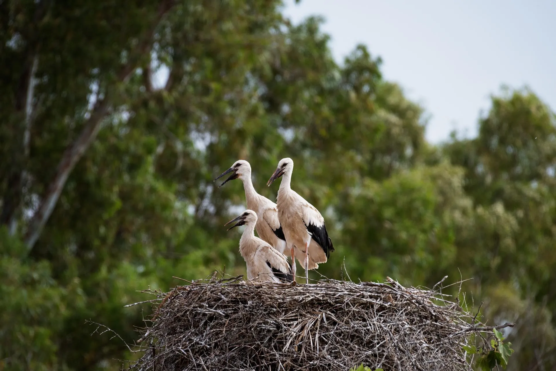 Three storks stand on a large nest made of branches and twigs, in a wooded environment.